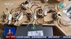 正在广州网友的联